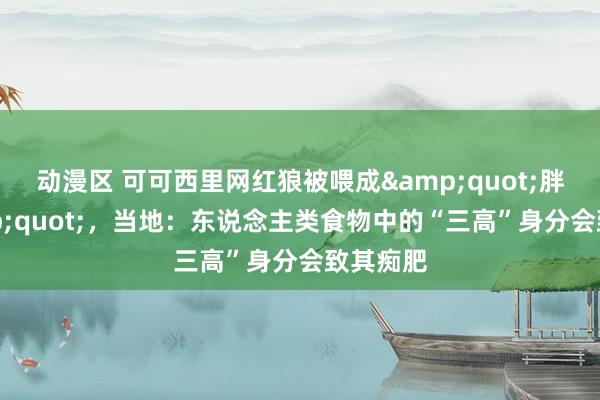 动漫区 可可西里网红狼被喂成&quot;胖狗&quot;，当地：东说念主类食物中的“三高”身分会致其痴肥